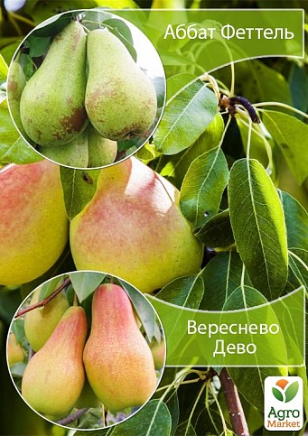 Дерево-сад Груша "Вересневе Дево+Аббат Фетель" 