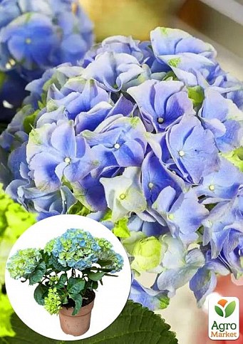LMTD Гортензия крупнолистная цветущая 3-х летняя "River Blue" (30-40см)