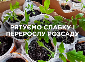 Як доглядати за слабкою та перерослою розсадою після висаджування | Agro-market​