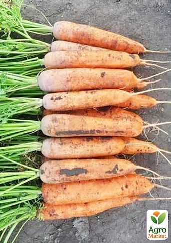 Морква "1932 F1" ТМ "Lark Seeds" 250000шт