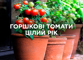 Вирощування горшкових томатів цілий рік | Agro-market