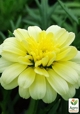 Аргирантемум "Double Primrose" (контейнер № 10, высота 15 см)