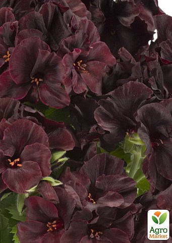 Пеларгония Королевская Novita Classic "Blacky"