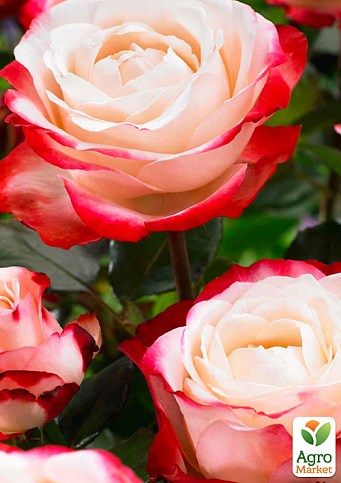 Троянда в контейнері чайно-гібридна "Nostalgie" (саджанець класу АА+) - фото 4