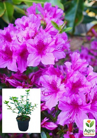 Азалия японская "Блю Дануб" (Azalea japonica "Blue Danube") C2 высота 20-50см