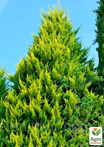 Кіпарисовик "Alumi Gold Chamaecyparis" вазон П9