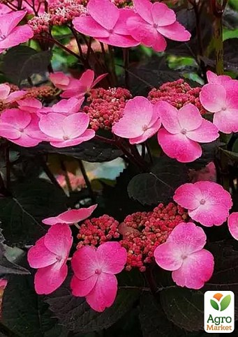 Гортензия пильчатая "Daredevil" (Hydrangea serrata ‘Daredevil’)