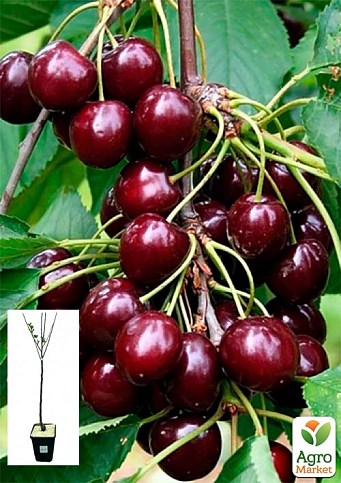 Вишня кустовая "Кармин Джуэл" укорененная в контейнере (саженец 2 года)