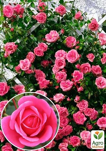 Роза плетистая "Этюд" (саженец класса АА+) высший сорт
