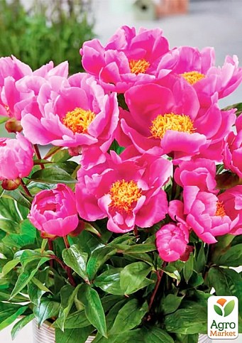 Півонія Патіо "Pink" - фото 2