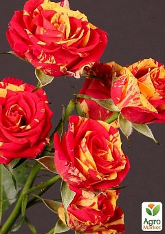 Троянда дрібноквіткова (спрей) "Flash Fire" (саджанець класу АА +) вищий сорт1