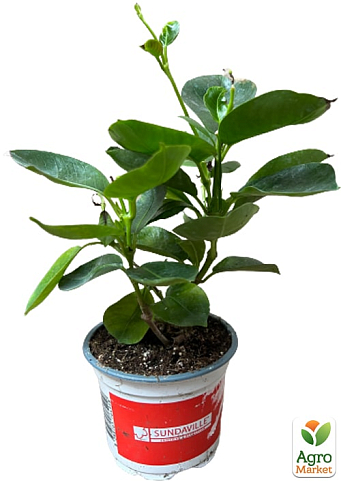 Дипладения (Mandevilla) "Jasper Velvet Red" (цветущая лиана) - фото 2