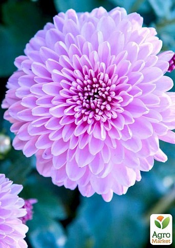 Хризантема, мікс з 3-х сортів "Льодяник" (Lollipop) 3шт в комплекті - фото 3