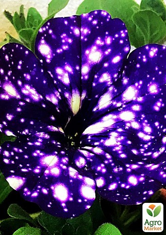 Петунія ампельна "Special Blue Splash" (контейнер №10, висота 10-15см)