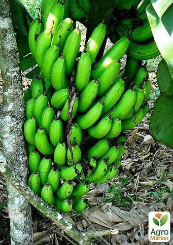 Банан Карликовый Кавендиш (Dwarf Cavendish) - фото 5