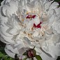 Півонія трав'яниста "Ave Maria"