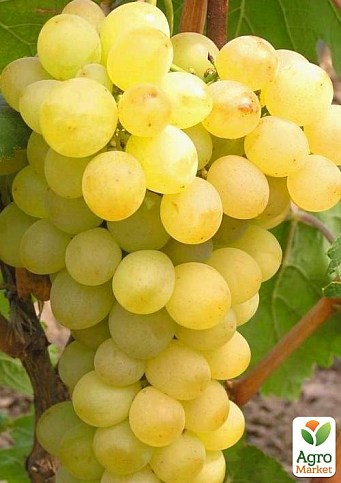 Виноград "Озон" (ранний срок созревания, крупная товарная гроздь)