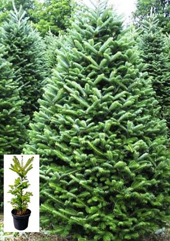 Пихта Бальзамическая 3-х летняя (Abies balsamea) высота 30-40 см