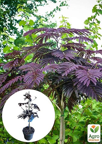 LMTD Альбиция шелковая "Summer Chocolate" (высота 80-100см)