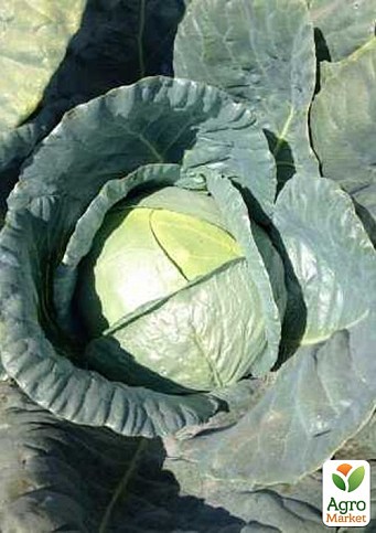 Капуста белокочанная "Фанси F1" ТМ "Lark Seeds" 2500шт