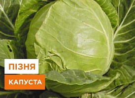 Посадка пізньої капусти, коли краще садити пізню капусту | Agro-Market