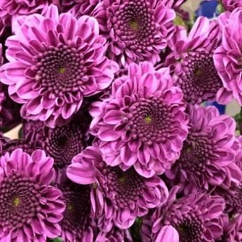 Хризантема мультифлора "Petit Purple" - Садовые цветы - купить в Одессе ...