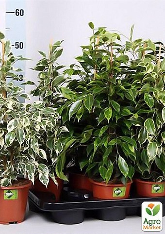 Фикус "Ficus benj. mixed" дм 14 см выс. 55 см