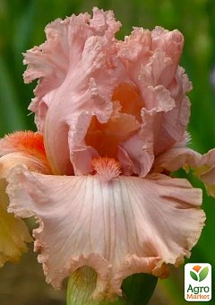 Ирис бородатый крупноцветковый "Lotus Land"  1