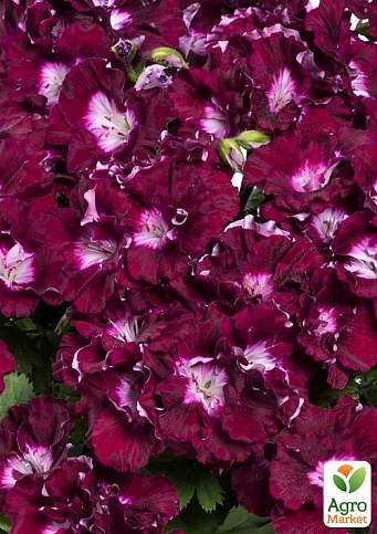 Пеларгонія Королівська Bermuda "Merlot"