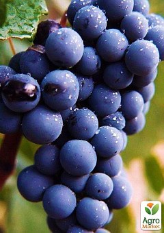 Виноград "Антей Магарача" (винный, ранне-средний срок созревания, имеет мускатный насыщенный вкус)2