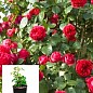 Роза в контейнере английская плетистая "Red Eden Rose" (саженец класса АА+)