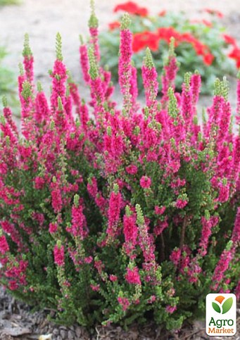 Верес звичайний "Amethyst" - фото 3