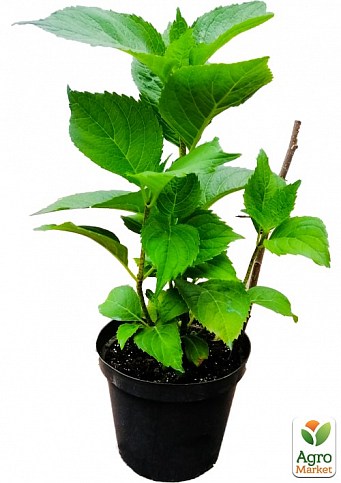 Гортензія волотиста 2-х річна "Limelight" висота саджанця 25-45см - фото 4