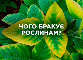 Про що говорить листя рослин: як визначити нестачу елементів | Agro-market