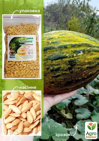 Дыня "Аликанте" ТМ "Весна" 100г