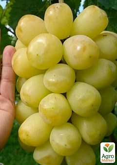 Виноград "Тянь Шань" (сорт китайской селекции, гигантские ягоды, гармоничный вкус)1