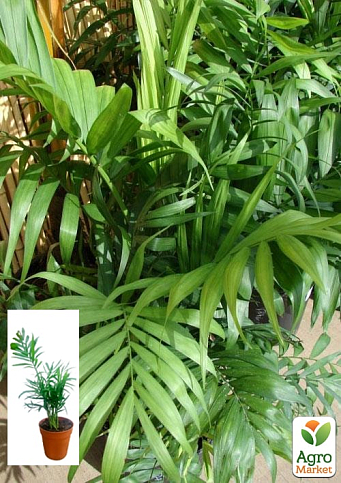 Хамедорея Изящная (Chamaedorea) "Elegans"