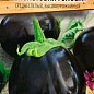 Баклажан "Фиолетовая голова" (Новый пакет) ТМ "Весна" 0.2г купить