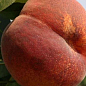 Персик "Коллинз" (летний сорт, среднеранний срок созревания) цена