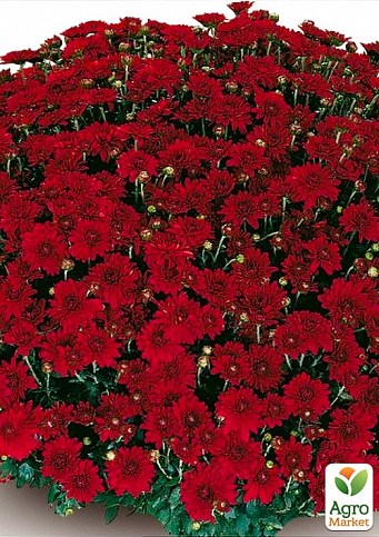 Хризантема "Camina Red" (мультифлора)