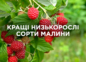 Низькорослі сорти малини: обираємо найкращі | Agro-market
