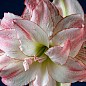 Гіппеаструм махровий "Aphrodite" (Амариліс) 1шт в упаковці