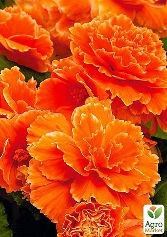 Бегонія, мікс з 3-х сортів "Неповторне літо" (Unique Summer) 3шт в комплекті - фото 3