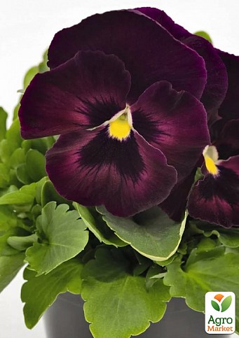 Віола (Viola Wittrokiana) "Cherry Scarf"