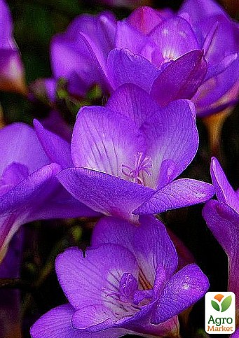 Фрезия простая "Purple" 