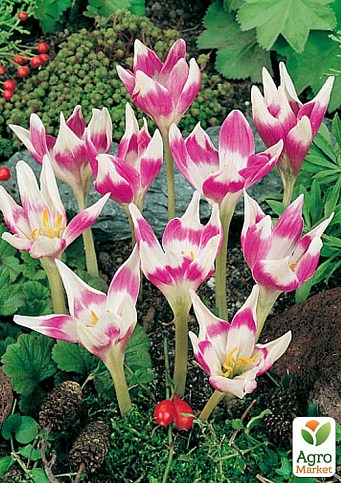 Колхикум "Harlekijn" (Арлекин) - фото 2