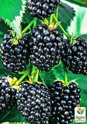 Ожина "Дірксен Торнлес" (Rubus fruticosus "DirksenThornless") Нідерланди, вазон П9 