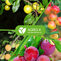 Минеральное удобрение ХХI поколения "Супер Плод" Прозрачная банка - прозрачное качество ТМ "AGRO-X" 120г цена