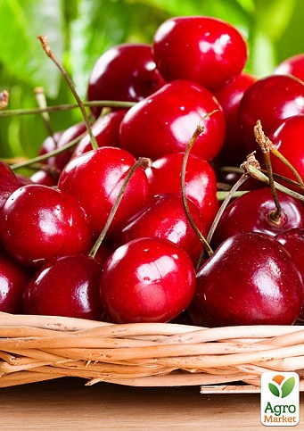 Ексклюзив! Вишня чорна "Богуславка" (Bohuslavka) (преміальний десертний сорт, середнього терміну дозрівання)