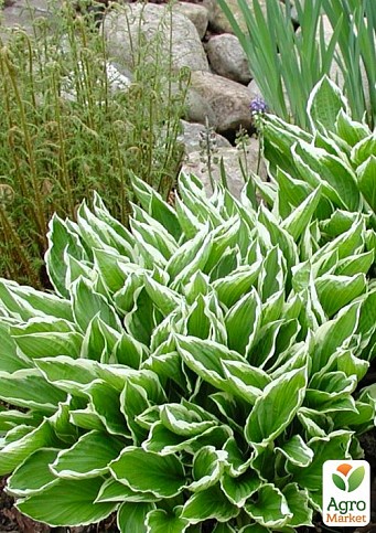 Хоста "Undulata Albomarginata" 1шт в упаковке